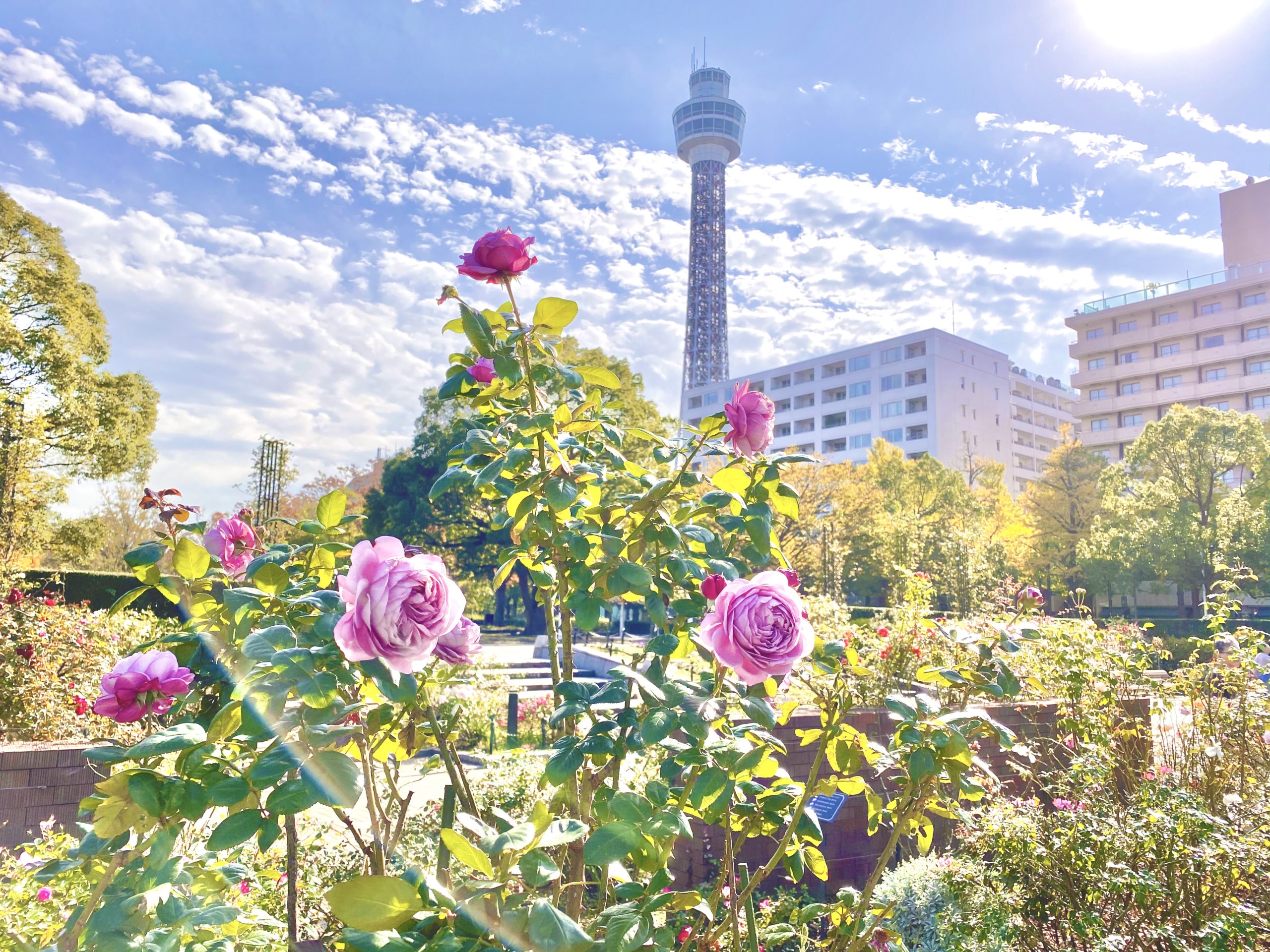 港町の日常 秋の山下公園とバラ みなとみらい線沿線街歩き 小旅行 Indoor Life