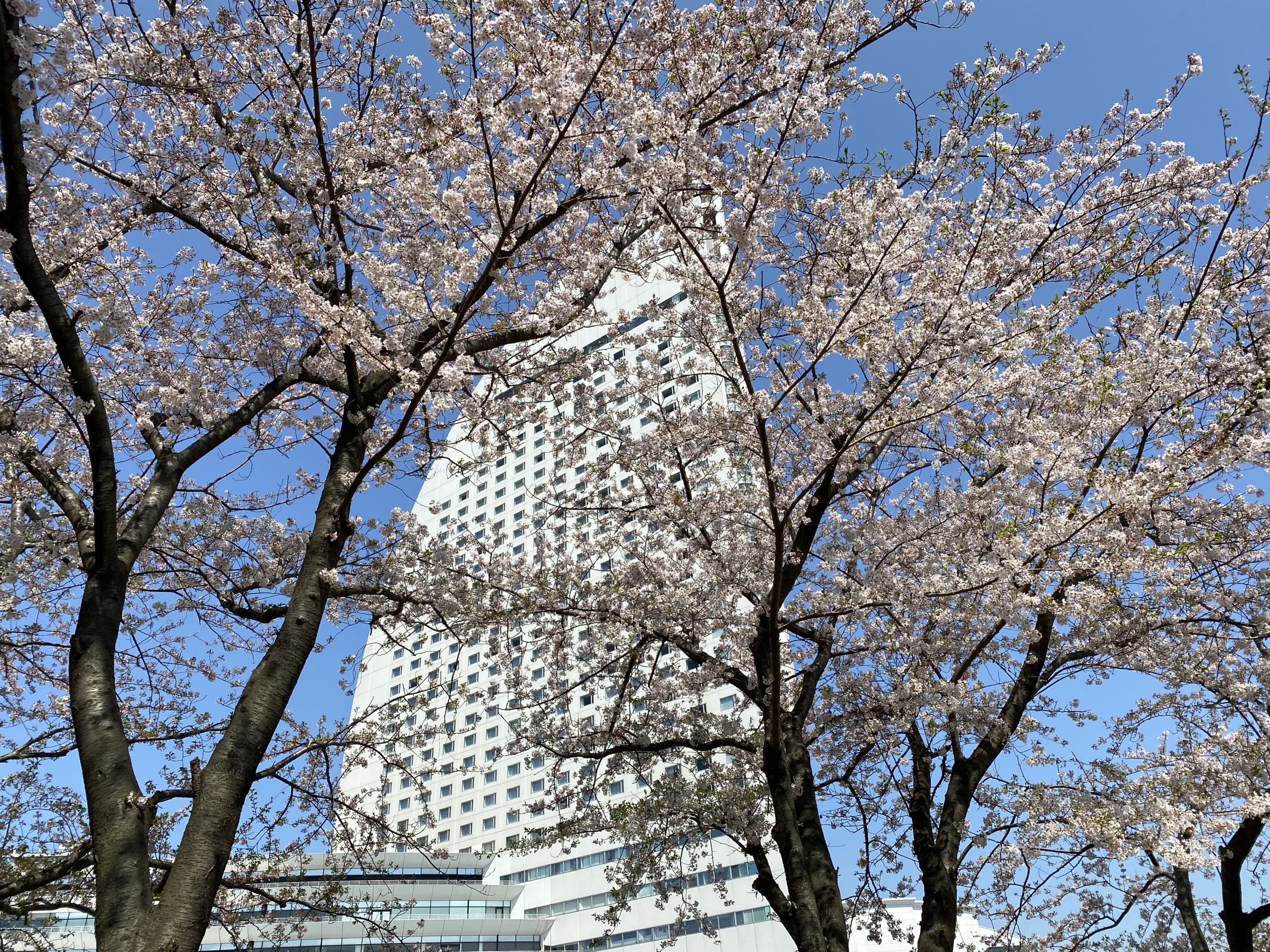 春の横浜 カップヌードルミュージアムパークの桜 横浜 みなとみらい線沿線街歩き