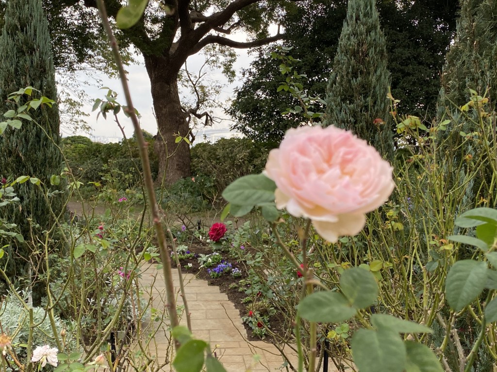 横浜街歩き 秋の横浜 バラと銀杏 その１ 秋の港の見える丘公園 ローズガーデンのバラ みなとみらい線沿線街歩き 小旅行 Indoor Life