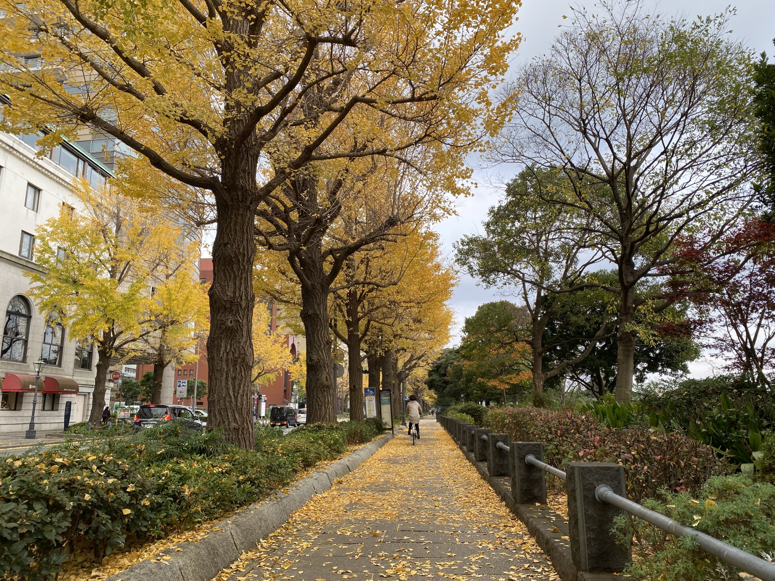 横浜街歩き 秋の横浜 バラと銀杏 その３ 山下公園通りの紅葉 みなとみらい線沿線街歩き 小旅行 Indoor Life