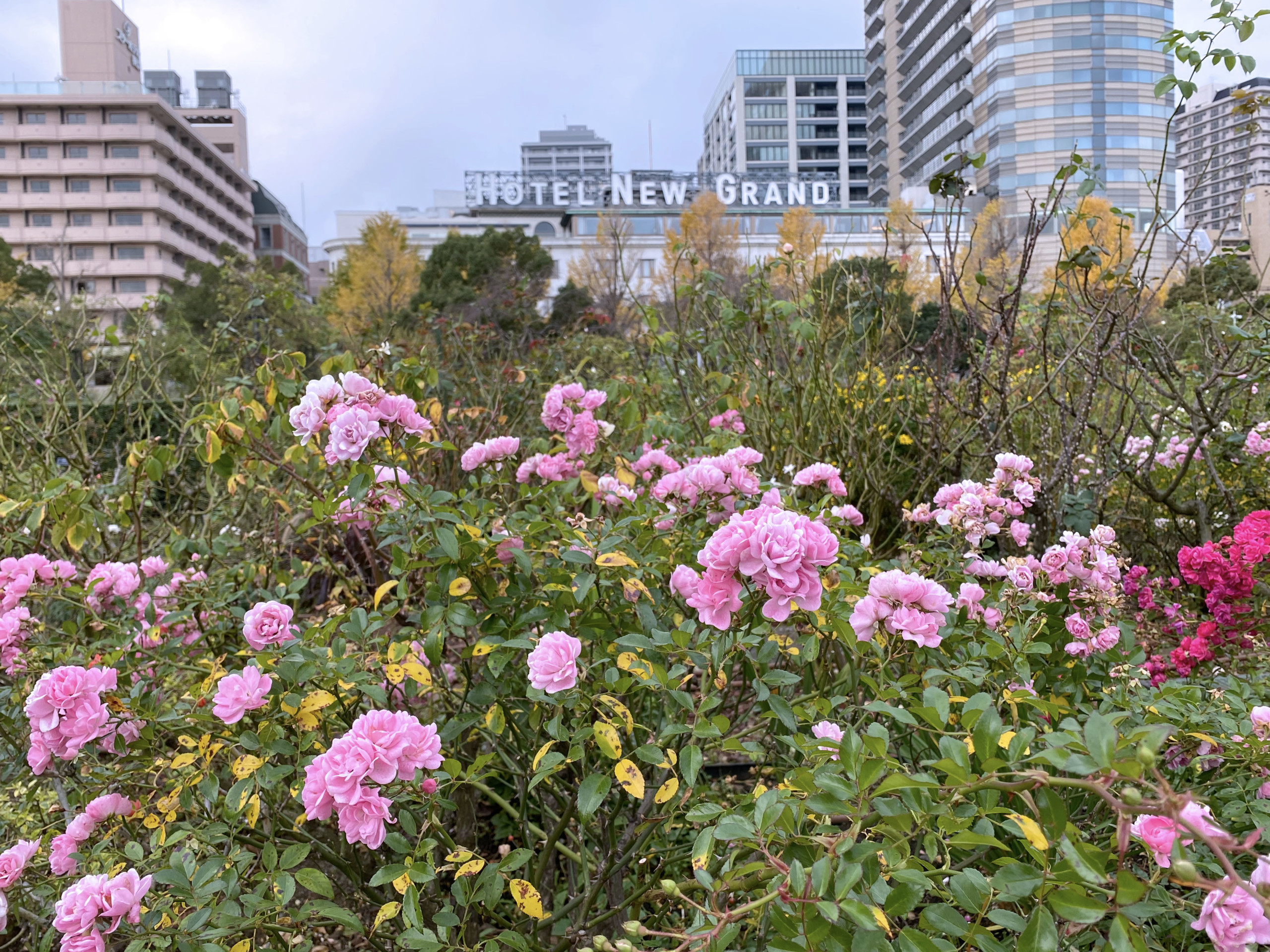 横浜街歩き 秋の横浜 バラと銀杏 その２ 秋の山下公園とバラ みなとみらい線沿線街歩き 小旅行 Indoor Life