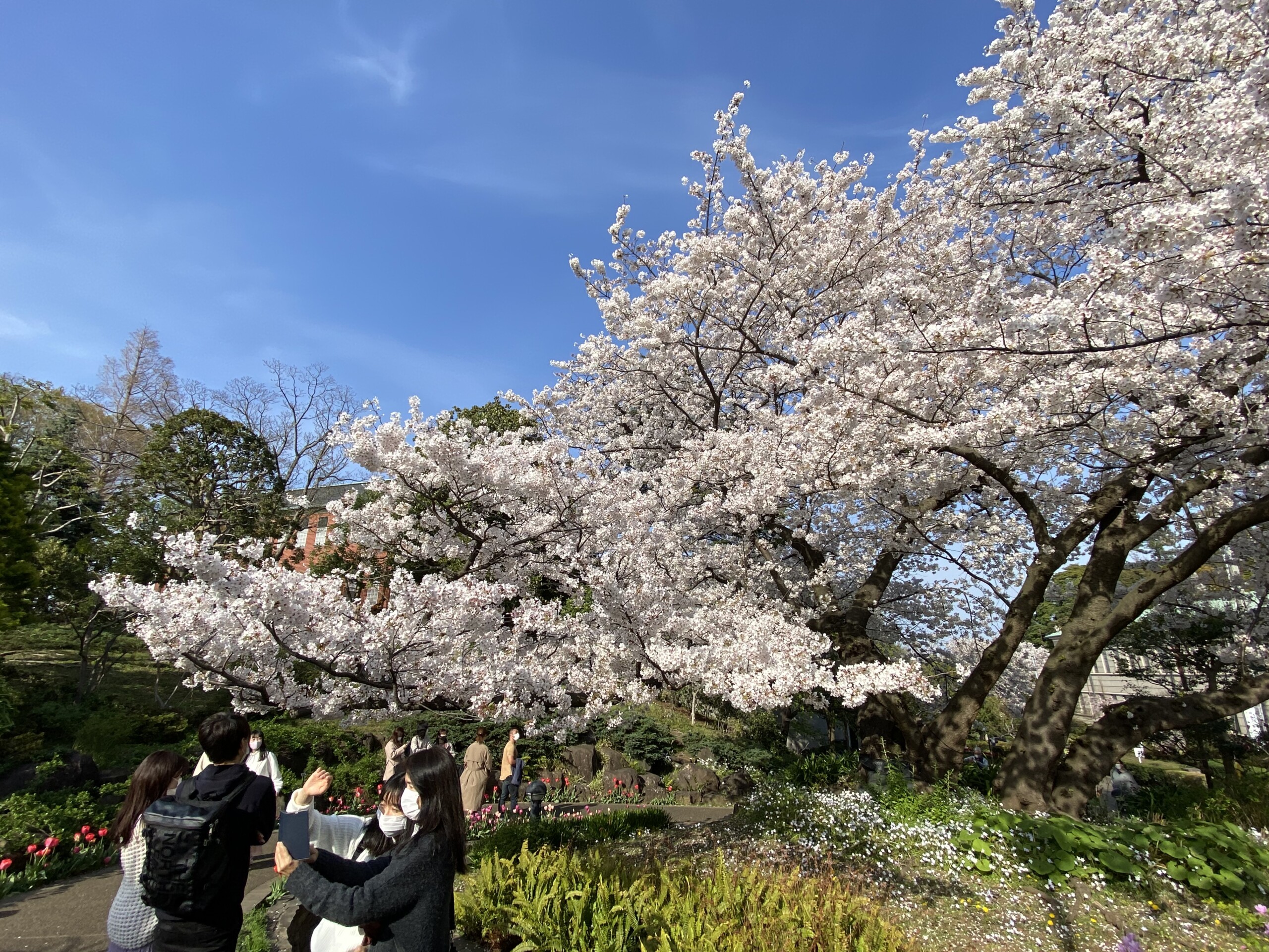 港町の四季 山手地区の桜と21年の桜開花情報 横浜 みなとみらい線沿線街歩き
