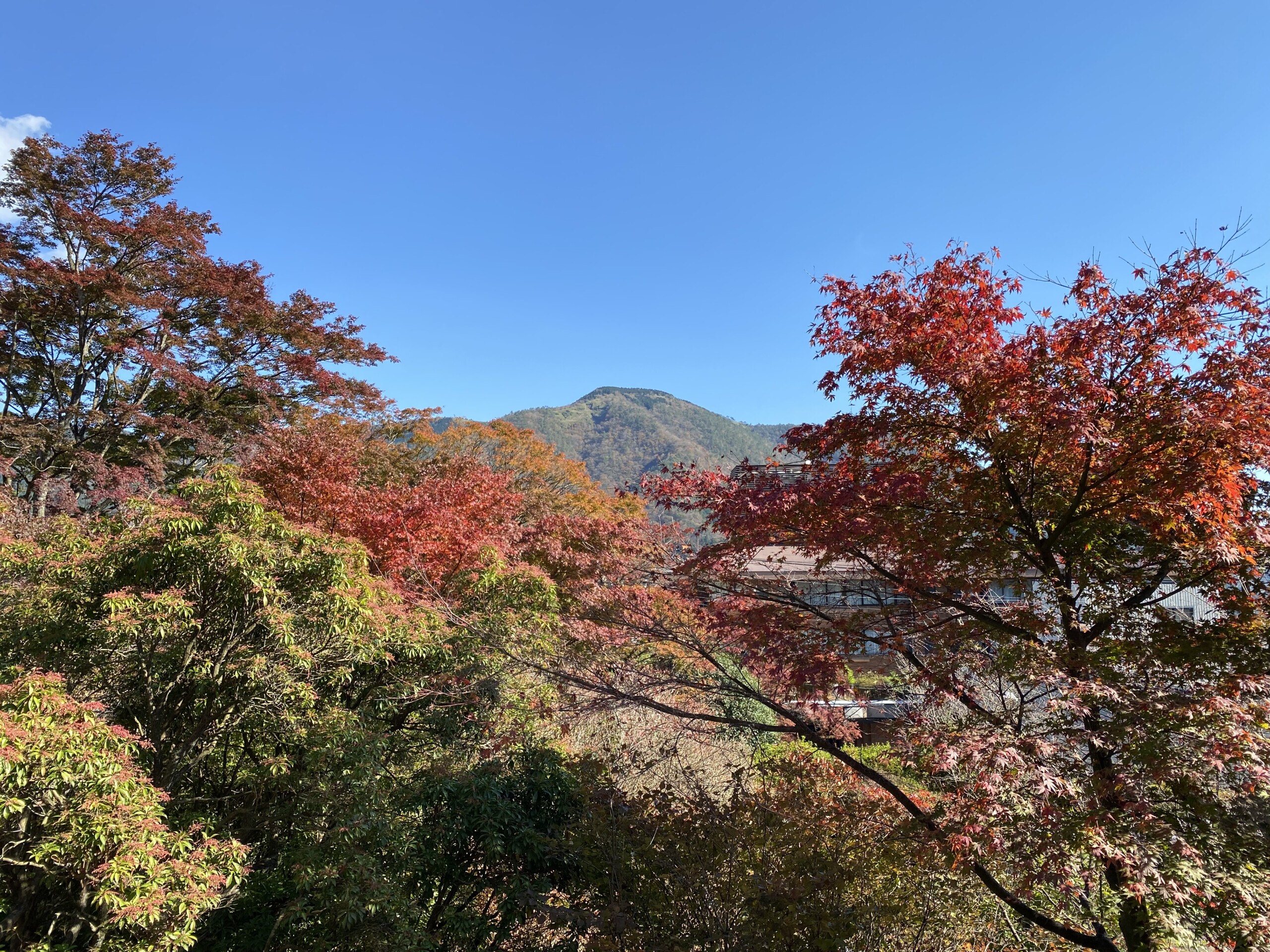 富士箱根の四季 箱根の紅葉めぐり 箱根強羅公園の秋 横浜 みなとみらい線沿線街歩き