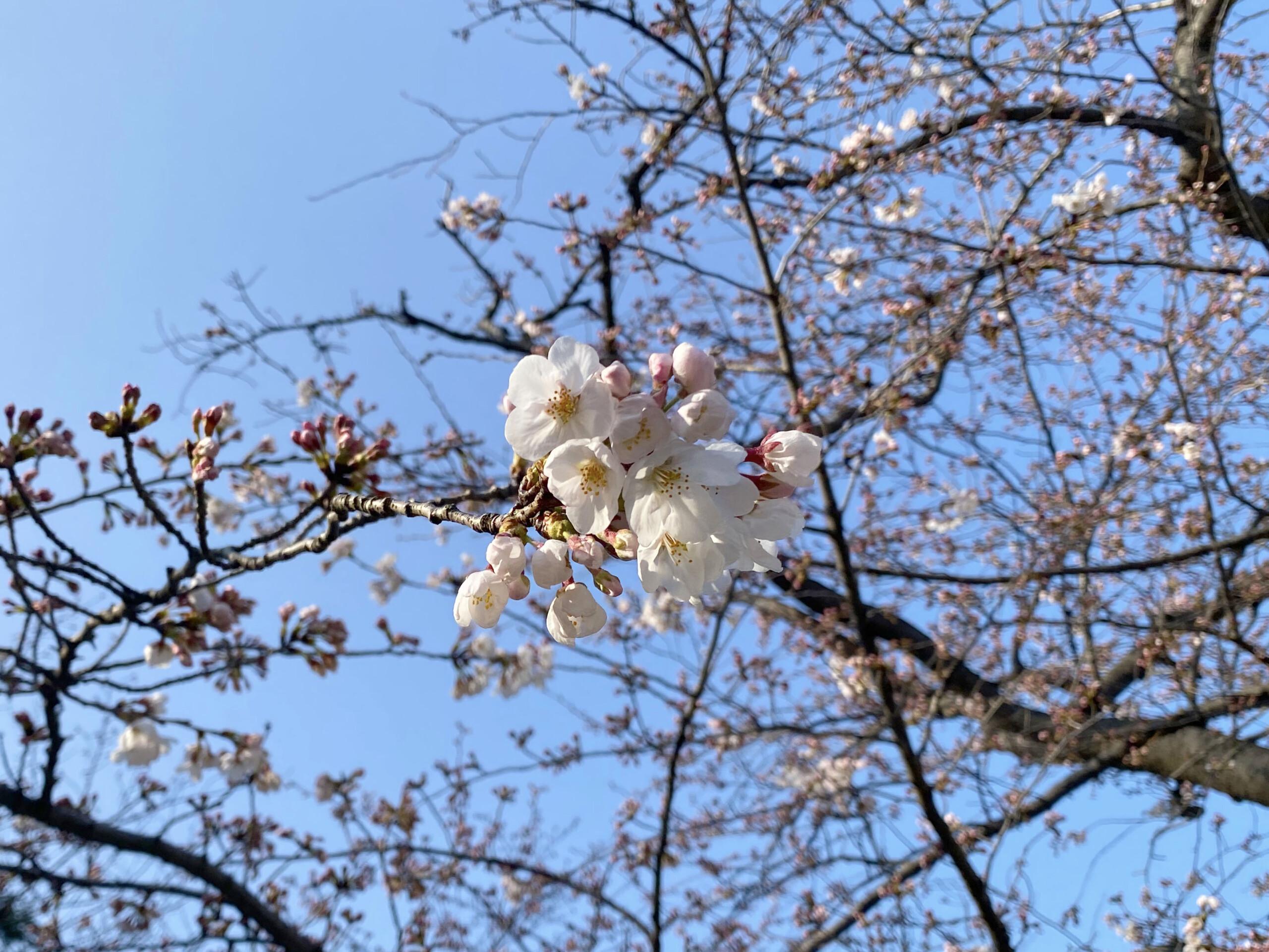 春の横浜 港の見える丘公園 元町公園で桜開花 横浜 みなとみらい線沿線街歩き